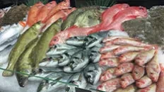 Le poisson frais