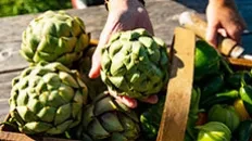 L'artichaut du Roussillon