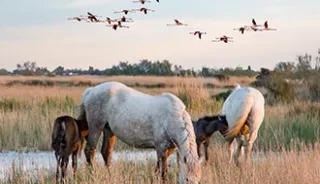 Vélo ou cheval de Camargue