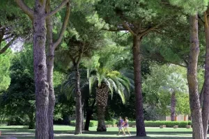 Une balade sous les pins