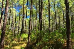 La forêt landaise