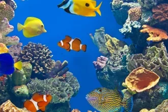 Les aquariums incontournables