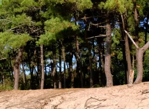 Que faire à Les Mathes