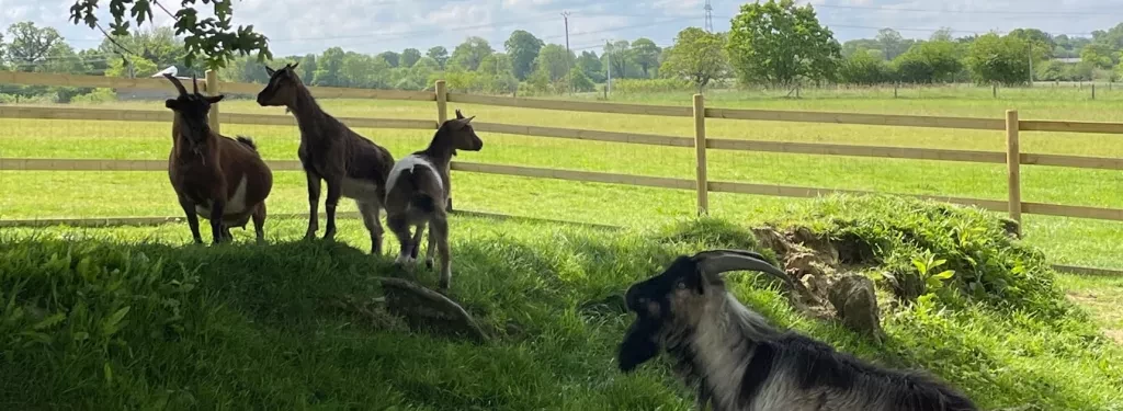 Découvrez les animaux de la ferme au Camping Domaine de Litteau