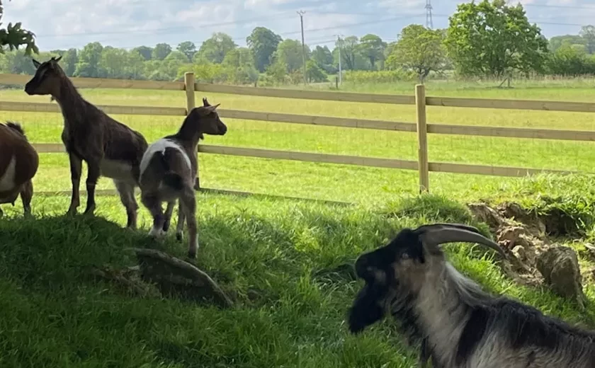 Découvrez les animaux de la ferme au Camping Domaine de Litteau